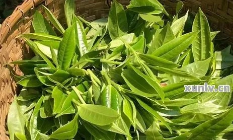 那些让人踩坑的茶叶品牌，你中招了吗？