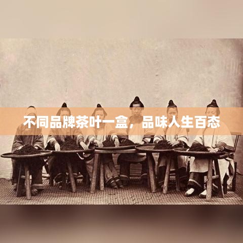 不同品牌茶叶一盒，品味人生百态
