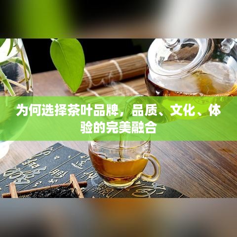 为何选择茶叶品牌，品质、文化、体验的完美融合