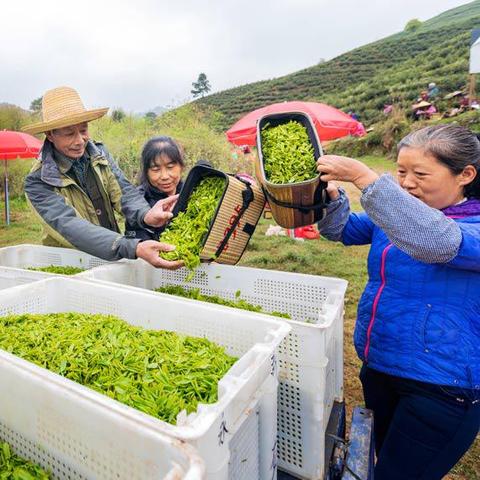 江西茶叶出口品牌大盘点，哪些品牌在国际市场上备受青睐？