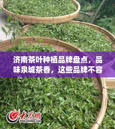 济南茶叶种植品牌盘点，品味泉城茶香，这些品牌不容错过！