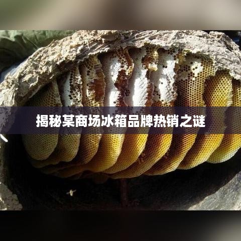 揭秘某商场冰箱品牌热销之谜