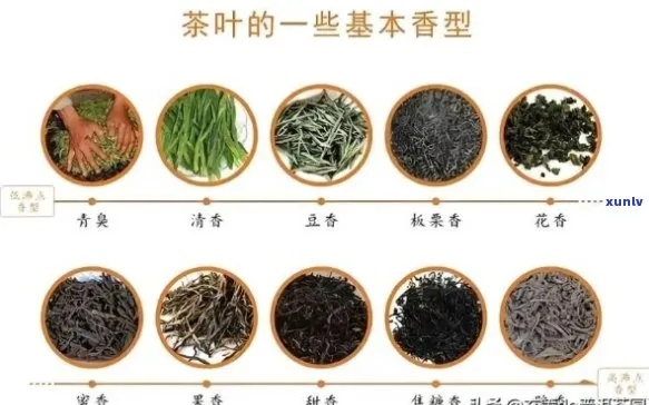 按体质选茶，轻松找到最适合你的茶叶品牌