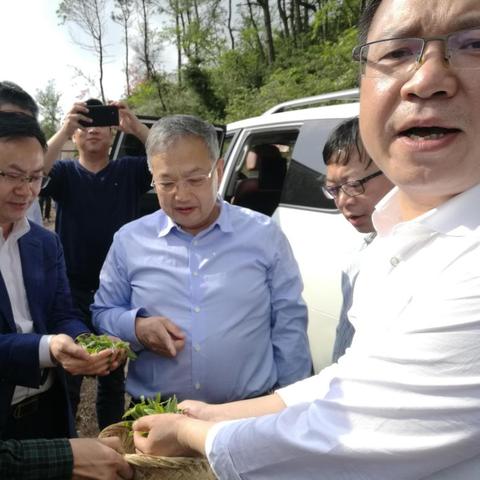 茶叶江湖，盘点市面上热门的茶叶品牌及特色