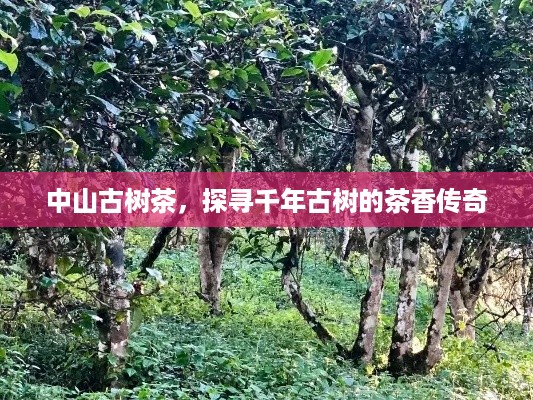中山古树茶，探寻千年古树的茶香传奇