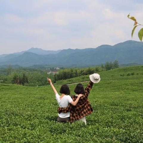 名茶小包茶叶推荐品牌大盘点，轻松品鉴茶香四溢！