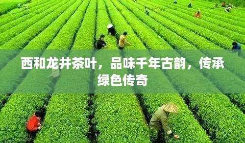 西和龙井茶叶，品味千年古韵，传承绿色传奇