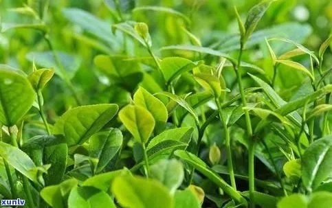 贵州盆栽茶叶品牌大盘点，品味绿色，尽享茶香
