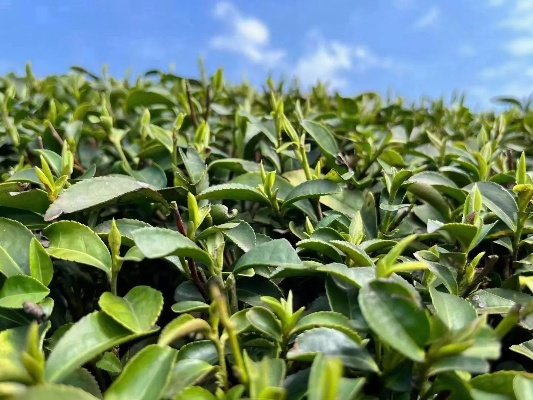 贵州盆栽茶叶品牌大盘点，品味绿色，尽享茶香