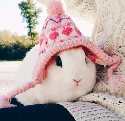 🐰萌兔头像吸睛！揭秘那些有兔子头像的卫生巾品牌