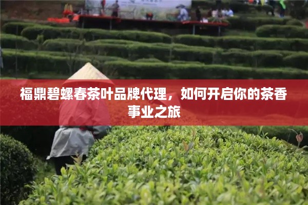 福鼎碧螺春茶叶品牌代理，如何开启你的茶香事业之旅