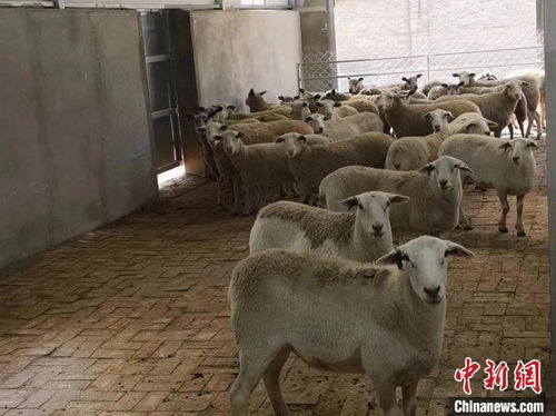 西安羊小咩便荔卡提现攻略