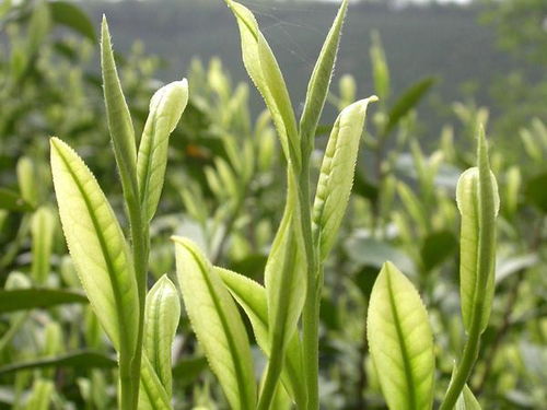 2023年度仙茶树茶叶品牌排行榜揭晓，哪些品牌脱颖而出？