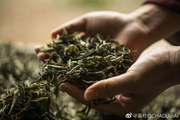 金曦茶叶，从传统工艺到现代创新，探寻茶香里的品牌故事