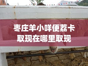 枣庄羊小咩便荔卡取现在哪里取现