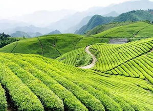 荣县茶叶品牌盘点，哪些品牌值得你一尝？