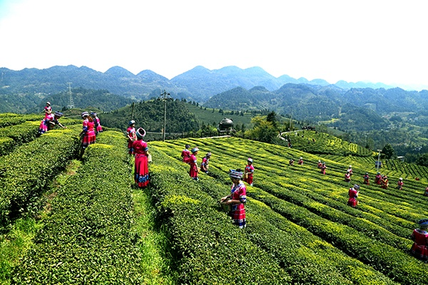 宣恩茶叶品牌大盘点，探寻湖北宣恩的茶香传奇
