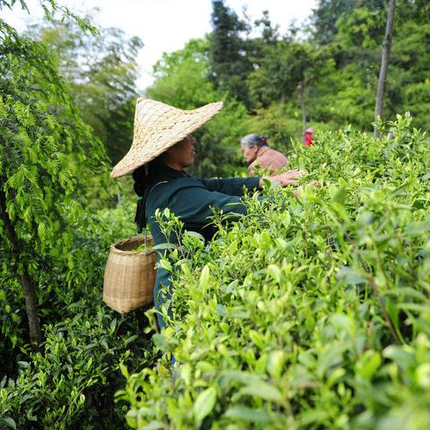 茶叶品牌工作服，打造企业文化，提升品牌形象