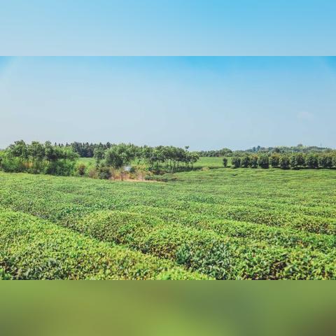 广德便宜茶叶品牌大盘点，性价比之选一网打尽！