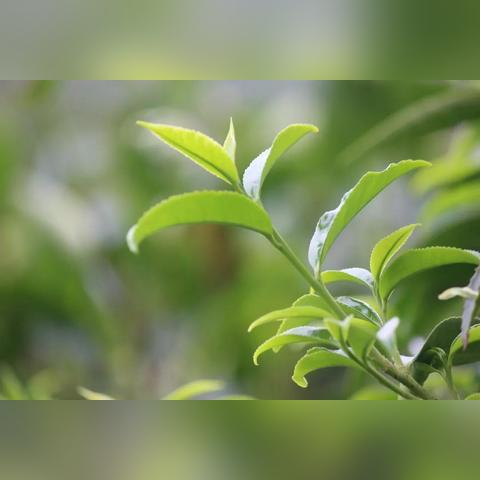 茶叶品牌系列命名策略，创意与文化的碰撞