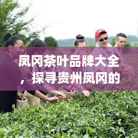 凤冈茶叶品牌大全，探寻贵州凤冈的茶香世界