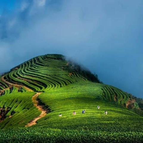 揭秘清风茉莉—一款独具特色的茶叶品牌
