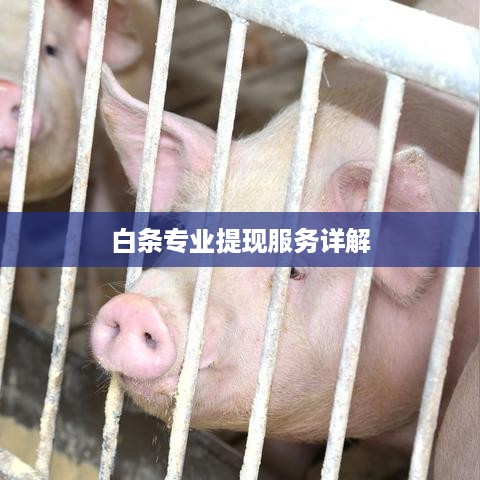 白条专业提现服务详解