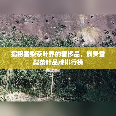 揭秘雪梨茶叶界的奢侈品，最贵雪梨茶叶品牌排行榜