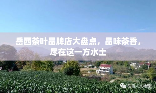 岳西茶叶品牌店大盘点，品味茶香，尽在这一方水土