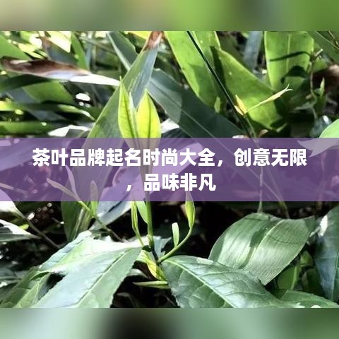 茶叶品牌起名时尚大全，创意无限，品味非凡