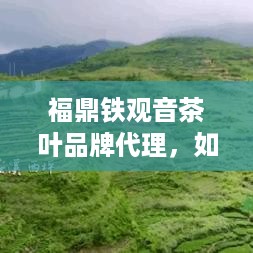 福鼎铁观音茶叶品牌代理，如何开启你的茶香事业之旅