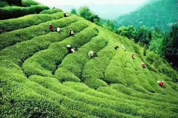 恩施巴东茶叶，绿色山川孕育的茶香传奇