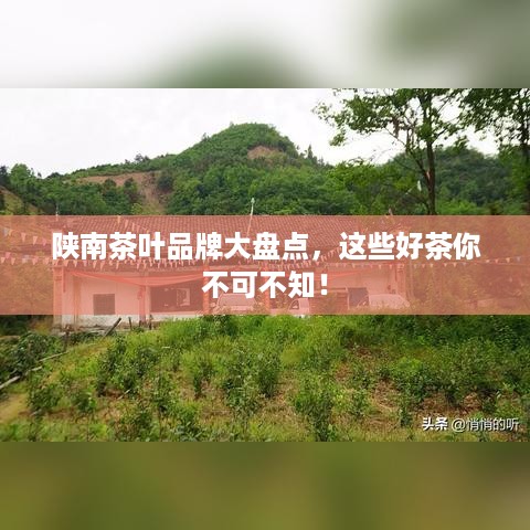 陕南茶叶品牌大盘点，这些好茶你不可不知！