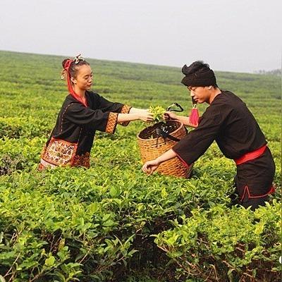海南茶叶品牌大盘点，品味热带风情，尽享茶香四溢