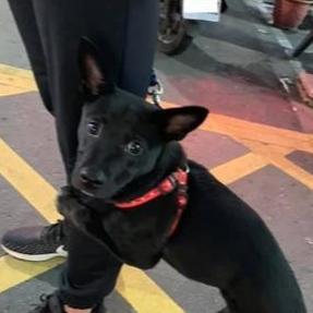 羊小咩享花卡套支持店铺大揭秘