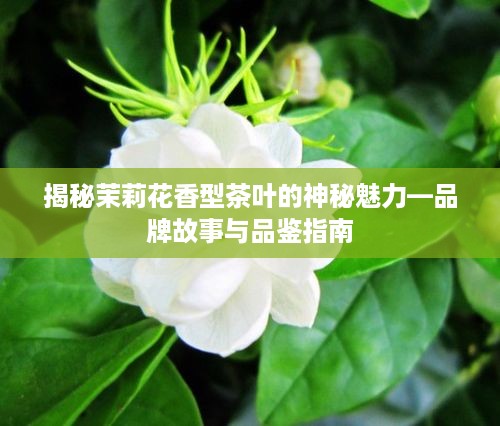 揭秘茉莉花香型茶叶的神秘魅力—品牌故事与品鉴指南
