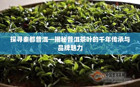 探寻秦都普洱—揭秘普洱茶叶的千年传承与品牌魅力