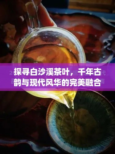 探寻白沙溪茶叶，千年古韵与现代风华的完美融合