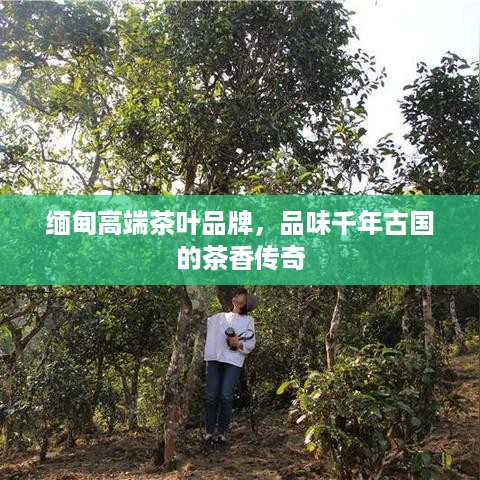 缅甸高端茶叶品牌，品味千年古国的茶香传奇