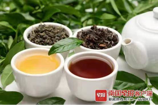日照茶叶品牌大盘点，品味海韵茶香，探寻家乡好茶
