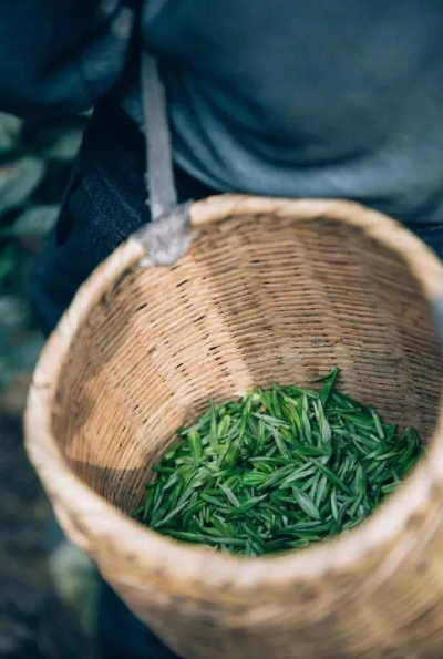 桐木湾茶叶品牌全解析，品味历史，传承匠心