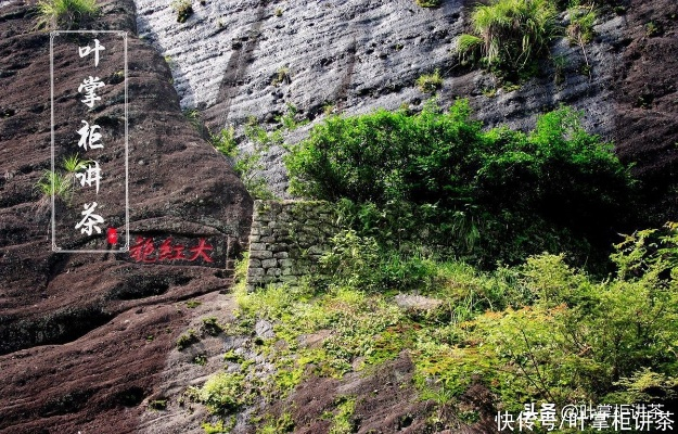 龙岩武夷红茶，探寻福建龙岩的茶香传奇