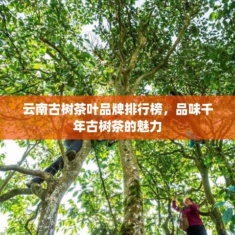 云南古树茶叶品牌排行榜，品味千年古树茶的魅力