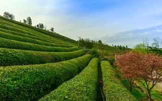 揭秘岚山茶叶，一款源自中国的经典茶品牌