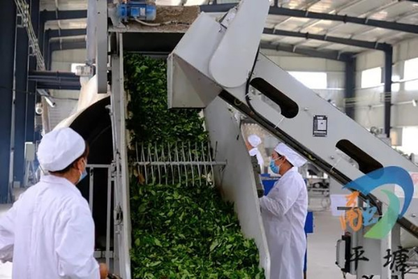 茶叶生产设备品牌大盘点，看这些知名品牌如何助力茶叶产业