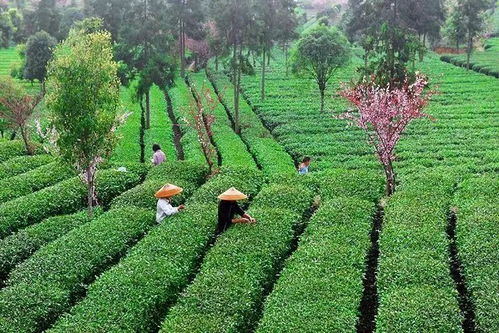 建瓯茶叶品牌盘点，探寻福建建瓯的茶香传奇