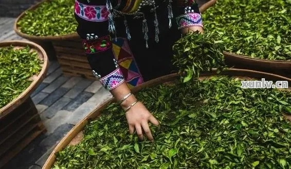 屏边白茶，探寻云南屏边独特的茶叶品牌魅力