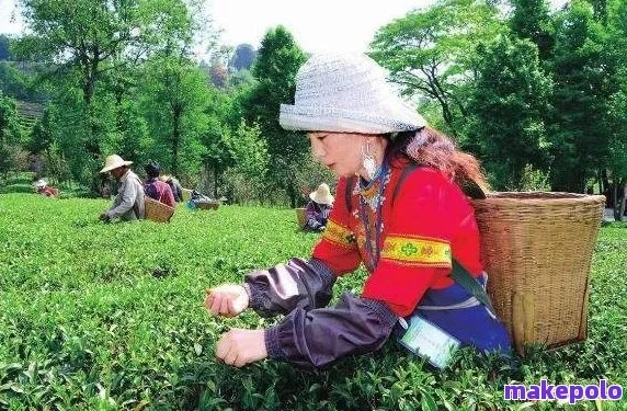屏边白茶，探寻云南屏边独特的茶叶品牌魅力