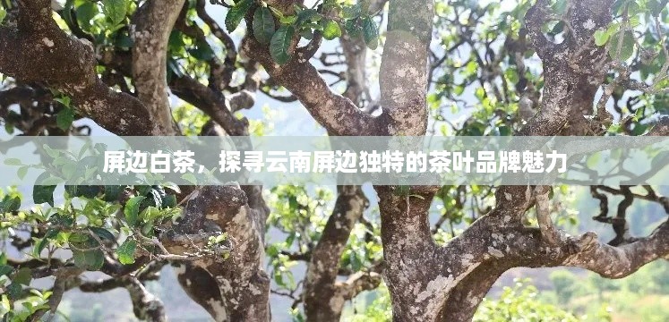 屏边白茶，探寻云南屏边独特的茶叶品牌魅力