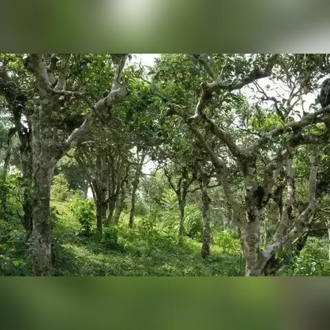 🍵红茶香韵，品味时光 探索红茶茶叶品牌的魅力之旅